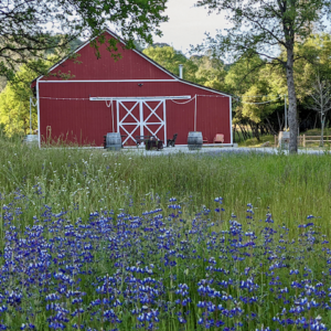 Red barn in spring through field of purple flowers