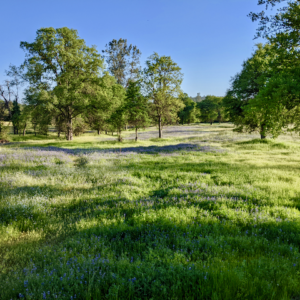 Meadow in the spring