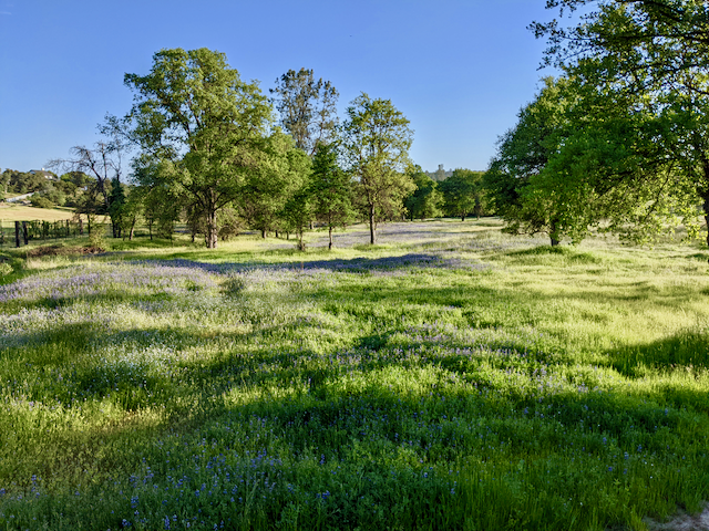 Meadow in the spring