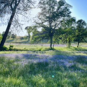 Beautiful sunset through trees and fields of lupin