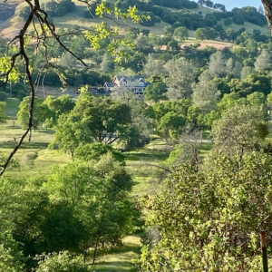 View of the estate from a distance